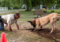 Marmaduke